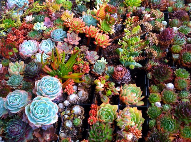 Суккуленты (50 фото): чудные растения, привыкшие к засухе - «Ландшафт»